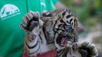 Sumatran tiger cubs receive first health checks at Greek zoo