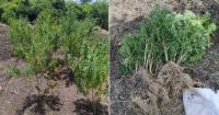 A man is arrested with nearly 170 marijuana plants in Santiago de Cuba