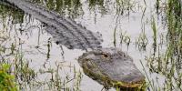 Child survives frightening alligator attack after venturing into restricted Florida waters