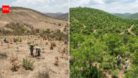 Mexico restored 1 million hectares; plant survival nearly doubled to 64%
