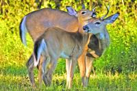 New York State Approves Bow Hunting in Knox Park