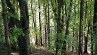 Ireland will 'grossly fail' to meet target of planting 22 million trees a year, climate watchdog warns