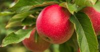 How Pennsylvania Farmers Are Adapting to the Apple Shortage