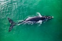 How Marine Electronics Could Save North Atlantic Right Whales