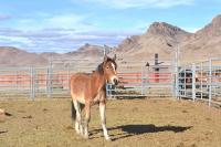 Idaho wild horse roundup set to begin after judge denies injunction