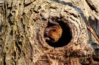 Illinois Study Reveals Another Reason to Save the World's Trees