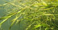 Maryland reports rise in Chesapeake Bay sea grass expansion