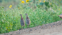 2026 North Dakota #NDGF Upland Game Brood Survey