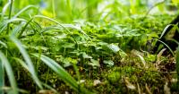 Texas A&M Forest Service launches cost-share program to remove invasive plants