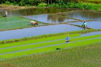 From Hormuz to rice fields: how Middle East conflict could worsen Philippines’ next El Niño food shock