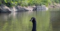 How Geoffrey, a goose with a wonky wing, became a Vermont legend