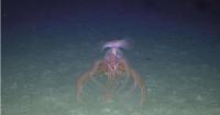 BORA Blue Ocean Research Alliance Shortlisted for Environmental Excellence at Global Offshore Wind Awards