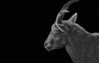 This Ibex Went Extinct, Was Cloned, Then Went Extinct Again