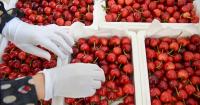 China opens cherry market to South African exporters