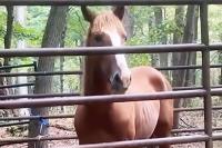 Wild Mustang Finally Captured After Evading Maryland Officials in ‘Challenging’ Two-Month Chase
