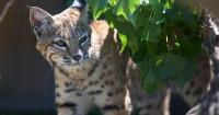 Montana State supports wildlife conservation through partnership with ZooMontana