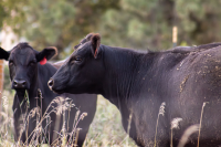 Meat your maker: Nebraska beef in trouble