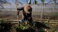 After Blocking Fuel, the US Turns to Cuba’s Food Supply