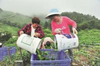 Agricultural experts urge stronger oversight to ensure food safety