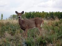 Disease kills almost 900 deer, Ruling on AI child sexual abuse materials, Mental health film festival