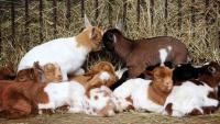 Petting Zoo Nightmare: Rabid Baby Goats Expose Over 200 People in North Carolina 