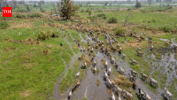 South Sudan’s first UNESCO World Heritage site covers nearly 30 million acres and protects a migration of roughly six million antelopes