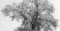Art and poetry exhibition on rare native black poplar in Herefordshire