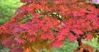 Japanese maples will thrive until spring if gardeners do key task in September