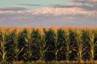Agriculture could help save SA from a recession