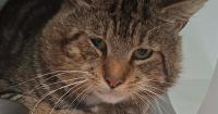 Bleakholt cat Steve-o appeals for special family after feline HIV diagnosis