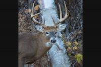 How many deer can a hunter shoot in Maine?