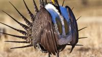 Federal judge blocks livestock grazing in Oregon’s sage grouse research areas
