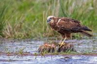 To save Europe’s raptors, conservationists say, look to West Africa