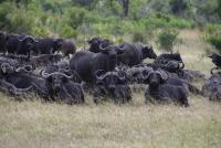 The broken system behind our worst cattle epidemic