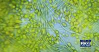 Scientists sound the alarm for growing algae blooms in Lake Superior