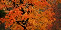 Peak fall colors are coming to Tennessee. Here’s where to see them this season: