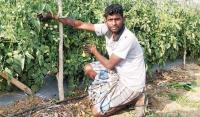 Veggies to millets: Telangana pushes farmers to adopt low-water-intensive crops to combat climate change