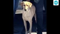 What happened to Gael? Massive search underway for missing Miami Gardens police K-9 as ‘tragic’ footage emerges