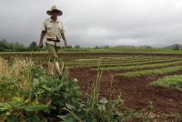 FAO urges stronger South-South Cooperation on agrifood