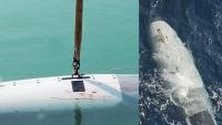 Iranian navy claims to have captured one of US military's most modern unmanned submarines at entrance of Strait of Hormuz