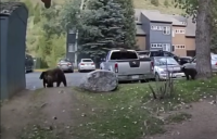 Sheriff’s Office releases details of bear shooting in EagleVail; Colorado Parks and Wildlife determines killing was justified