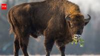 In 1987, Kansas brought 30 bison back to Konza Prairie; 29 years later, native plant richness had risen 103% locally and 86% across catchments