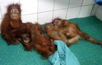 International Wildlife Racket Hits Odisha: STF Clueless as Orangutan Smuggling Investigation Stalls