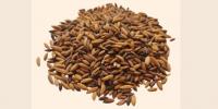 Philippines institute ties up with Odisha to boost indigenous rice variety cultivation