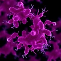 Genetic drivers of carbapenem resistance and hypervirulence in Cypriot Klebsiella pneumoniae