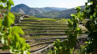 Immersed in tradition: A guide to celebrating the grape harvest in Portugal's Douro region