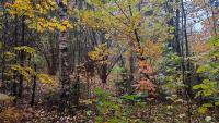 Beyond Tree Pollen: Other Allergens in Forest Environments