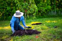 National Forestation Program to Plant More Than 12 Million Trees by 2030