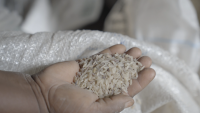 Dry spell, unpredictable rain push back production of ofada rice in Ekiti