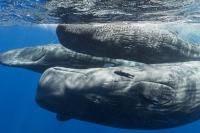 Italy faces legal action over bottom trawling in ‘paper park’ MPAs